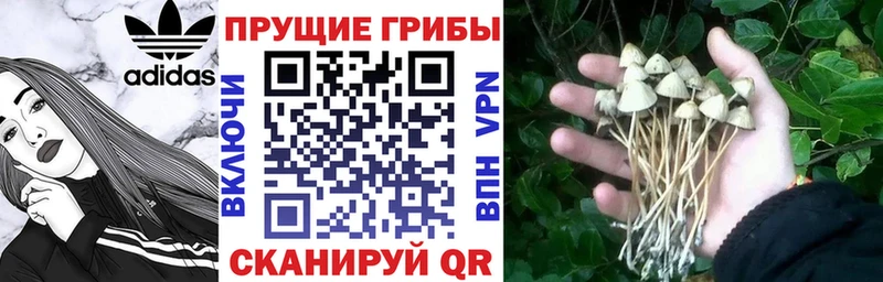 где найти наркотики  Пошехонье  Галлюциногенные грибы ЛСД 